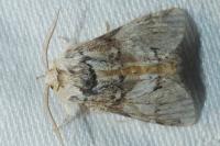 Drymonia dodonaea