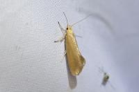 Crassa tinctella