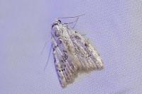 Nola confusalis