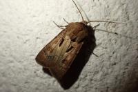 Agrotis exclamationis