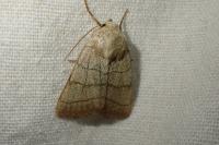 Charanyca trigrammica