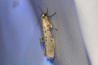 Yponomeuta sedella