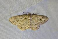 Ectropis crepuscularia