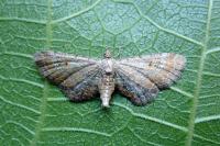 Eupithecia simpliciata