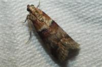 Acrobasis repandana