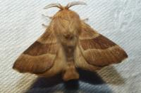 Malacosoma neustria