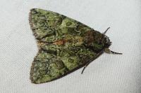 Polyphaenis sericata