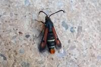 Pyropteron chrysidiforme