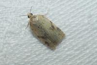 Clepsis spectrana