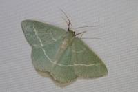 Chlorissa viridata