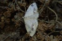 Idaea trigeminata