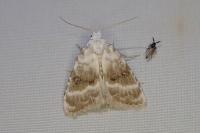 Meganola albula