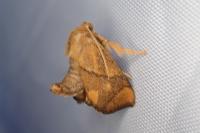 Apoda limacodes