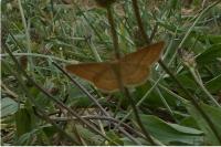 Idaea ochrata