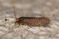 Cephimallota crassiflavella