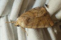Cosmia trapezina