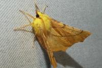 Ennomos alniaria