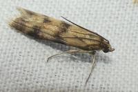 Homoeosoma sinuella