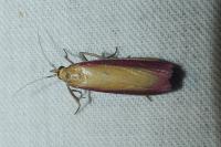 Oncocera semirubella