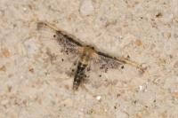 Idaea filicata