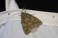 Polyphaenis sericata