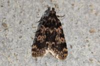 Aglossa caprealis