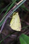 Opisthograptis luteolata