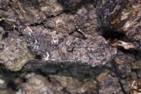 Mamestra brassicae