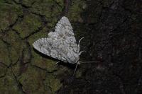 Acronicta aceris