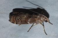 Phycita roborella