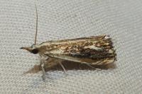 Catoptria verellus