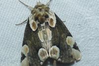 Thyatira batis