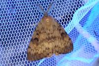 Lymantria dispar