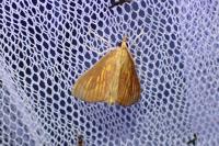 Nascia cilialis