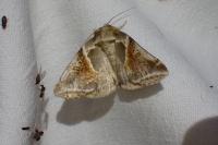 Habrosyne pyritoides