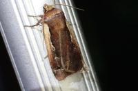 Ochropleura plecta