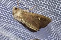 Helotropha leucostigma