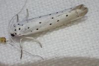 Yponomeuta