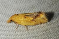 Agapeta hamana