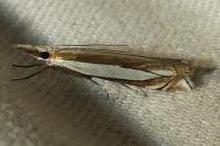 Crambus pascuella
