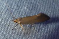 Crassa unitella