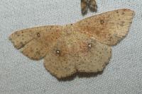 Cyclophora porata
