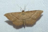 Idaea ochrata