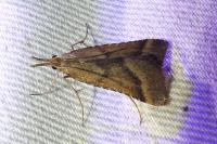 Synaphe punctalis