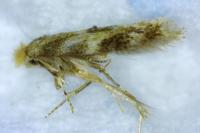 Bucculatrix ulmella