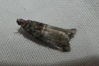 Acrobasis marmorea