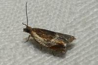 Ancylis obtusana