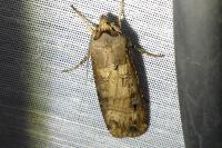 Agrotis ipsilon
