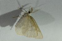 Cabera exanthemata