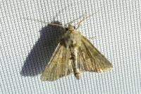 Mesoligia furuncula